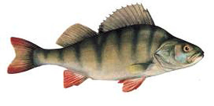 Perch